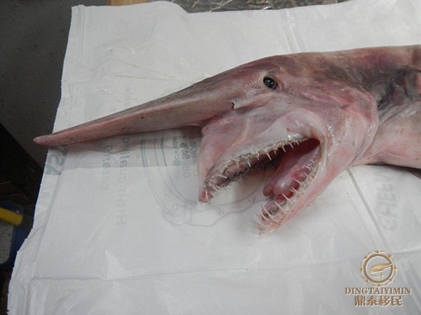 剑吻鲨(Goblin Shark)